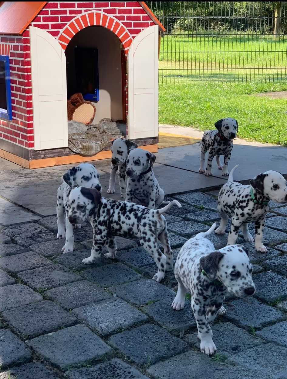 HagmolenPups foto 1