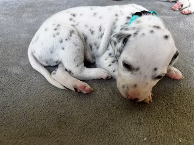Dalmatiërpup, Hagmöll Peppers