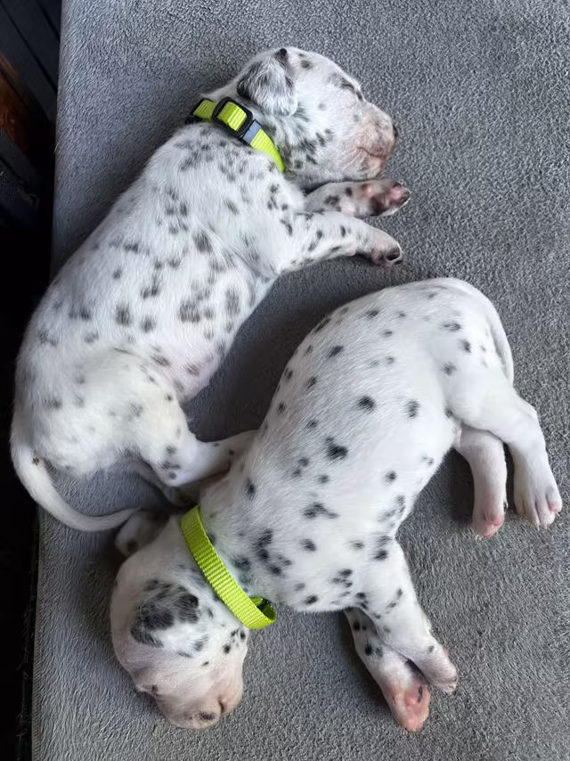 Dalmatiërpup, Hagmöll Peppers