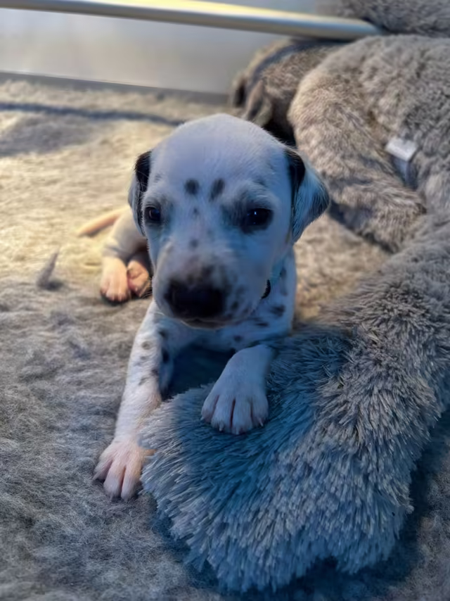 Dalmatiërpup, Hagmöll Peppers