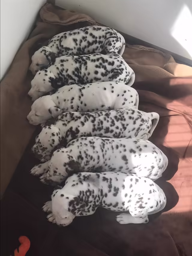 Dalmatiërpup, Hagmöll Peppers
