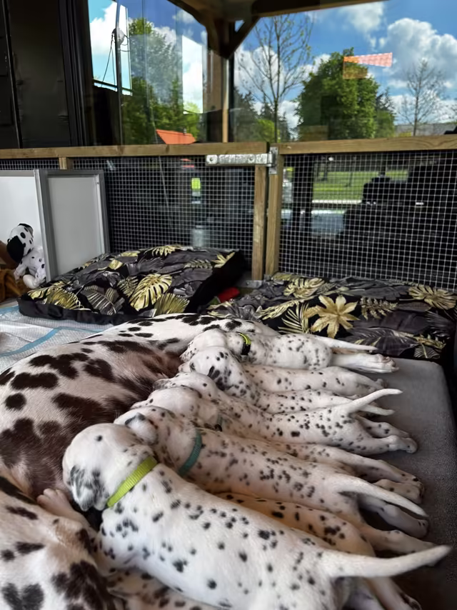 Dalmatiërpup, Hagmöll Peppers
