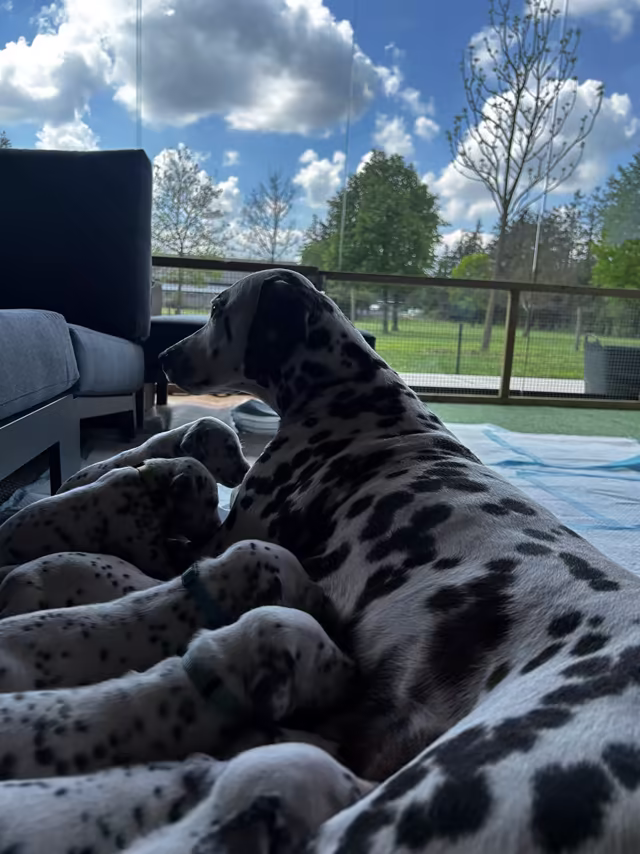 Dalmatiërpup, Hagmöll Peppers