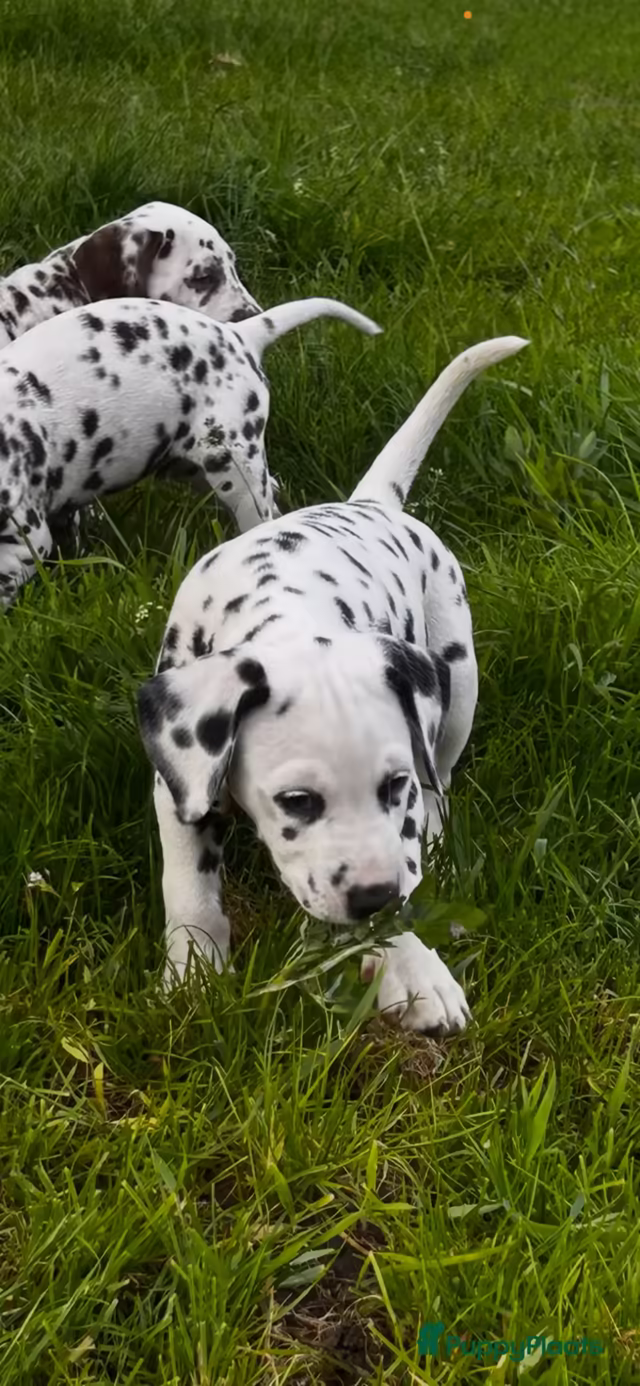 Dalmatiërpup, Hagmöll Peppers