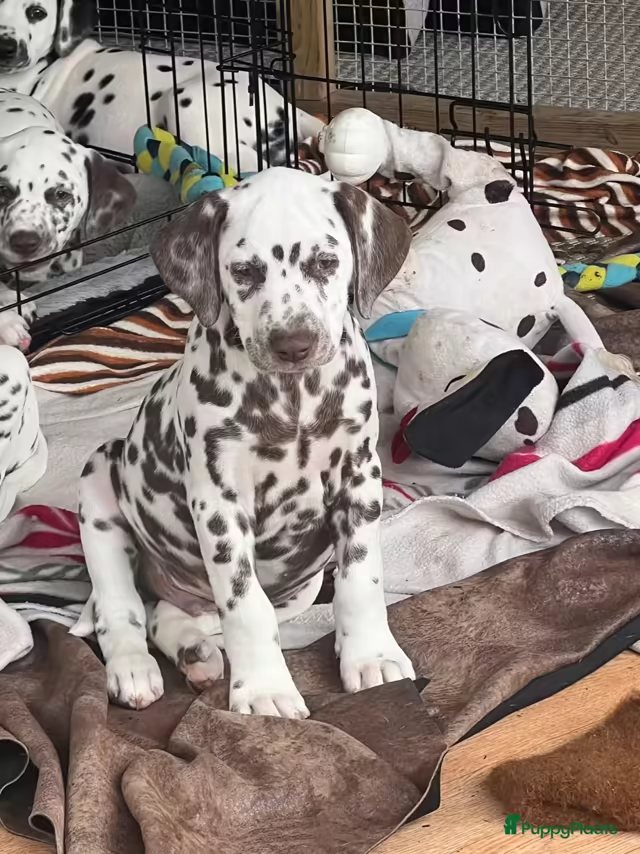 Dalmatiërpup, Hagmöll Peppers