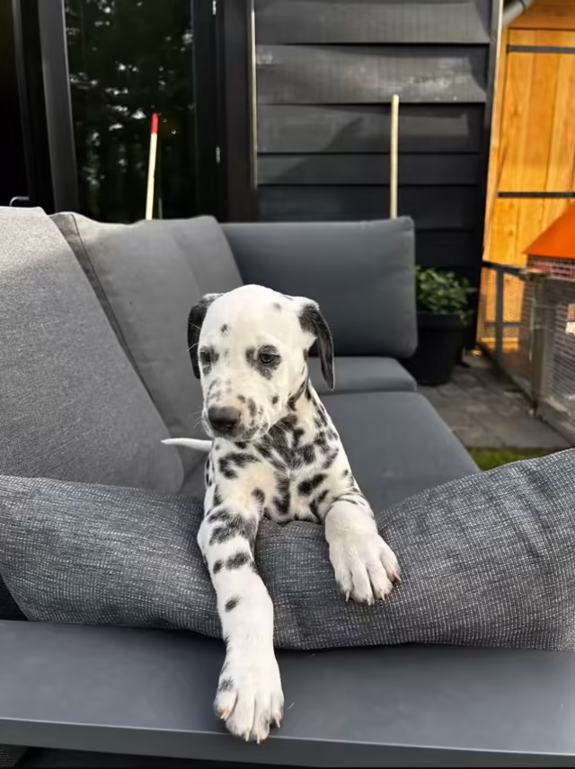 Dalmatiërpup, Hagmöll Peppers