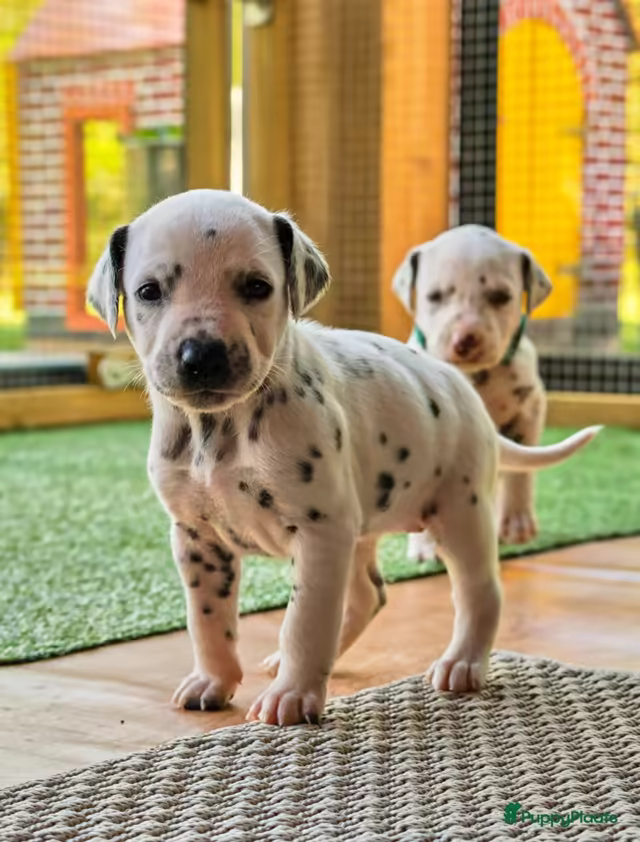 Dalmatiërpup, Hagmöll Peppers