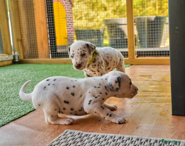Dalmatiërpup, Hagmöll Peppers