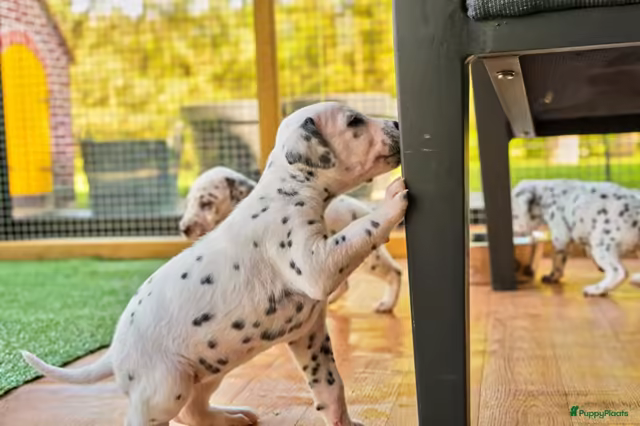 Dalmatiërpup, Hagmöll Peppers