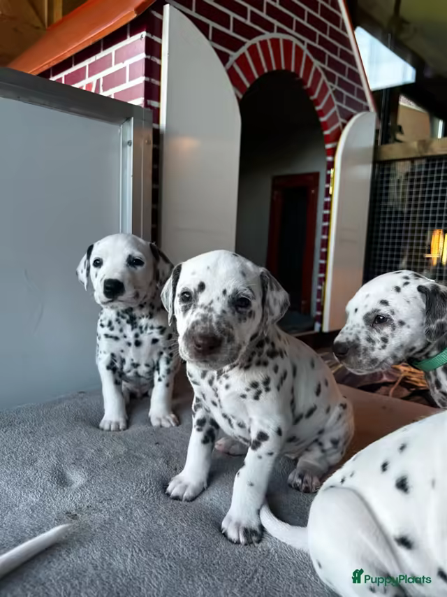 Dalmatiërpup, Hagmöll Peppers