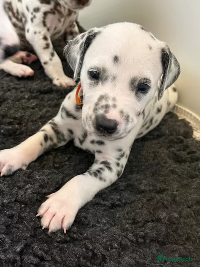Dalmatiërpup, Hagmöll Peppers