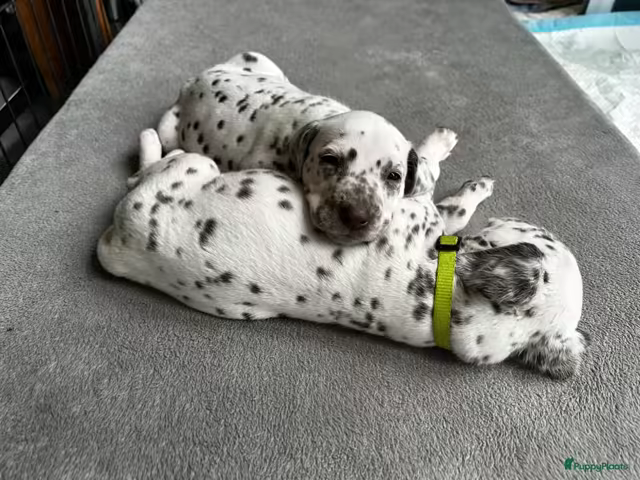 Dalmatiërpup, Hagmöll Peppers